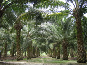 Frutto olio di palma